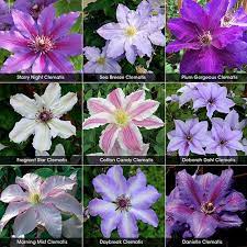 Check spelling or type a new query. This Is The First Time So Many Vancouver Varieties Are Available In One Place This Series Features The Perfect Blend Clematis Spring Hill Nursery Spring Hill
