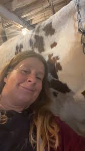 Sheltie close up photo