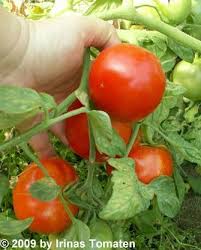 Fruit rond à la peau fine. Ogni Moskvy Aus Russ Moskauer Lichter Tomaten Samen Rot Tomaten Samen Irinas Tomaten