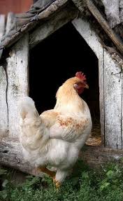Epingle Par Cm What A Beauty Poulailler Poulets De Basse Cour Poules Et Poussins