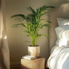 Image result for Dypsis lutescens
