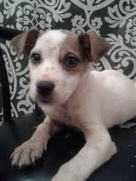 Hours may change under current circumstances Jack Russell Mix Labrador Puppy Female For Sale In Tampa Florida Classified Americanlisted Com