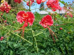 Image result for Caesalpinia rubra