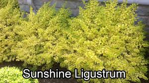 For best results, fertilize the sunshine ligustrum plant annually in early spring with a slow release fertilizer to help maintain healthy growth and size. Sunshine Ligustrum Shrub Gardens To Go Dfw Landscape Plant Delivery Evergreen