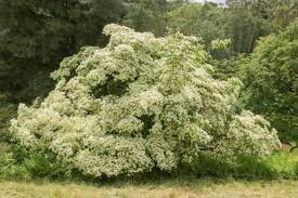 Image result for Cornus