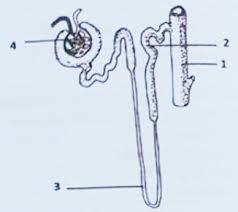 Komitmen folder osn untuk terus berbagi soal olimpiade terus kami kobarkan, pada kesempatan ini yang akan folder osn bagikan dalam laman ini adalah soal olimpiade sains nasional (osn) ipa smp tahun 2019 seleksi tingkat kabupaten. Soal Dan Jawaban Osn Ipa Smp 2019 Tingkat Kabupaten Bagian Biologi Folder Ksn