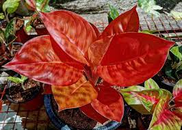 Pin Di Aglaonema Hybrids Collection