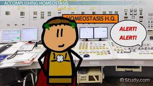 What Is Homeostasis Lesson For Kids Video Lesson Transcript Study Com