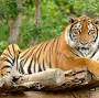 Tigre de Bengala from tigers-world.com