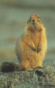 Arctic Ground Squirrel (Spermophilus parryii) {!--북극땅다람쥐-- >