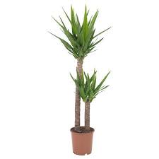 Der Pflanzen Guide 15 Stylische Und Pflegeleichte Zimmerpflanzen Plants Easy Care Plants Yucca Plant