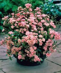 Something Special Every Day Planting Roses Plants Container Flowers
