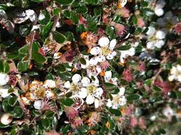 Image result for Cotoneaster microphyllus