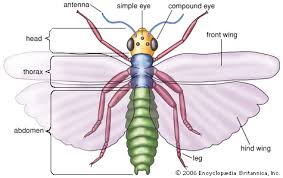There are so many types and species of insects that they are the largest group of animals to inhabit our planet. Insect Kids Britannica Kids Homework Help