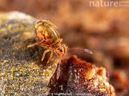 Image result for Rhipidoglossum globulosocalcaratum