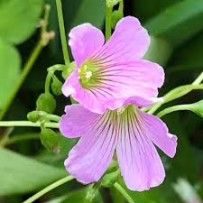 Image result for Oxalis purpurascens