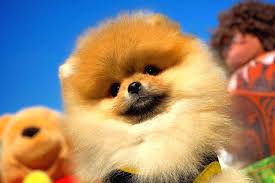 Pomeranian Yavrusu Pomeranian Pomeranya Kopegi Veya By Pomeranian Medium