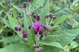 Missouri Ironweed | Johnson's Nursery | KB