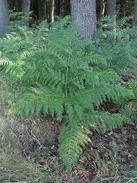 Image result for Dennstaedtiaceae