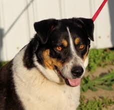 Is an australian shepherd a good family dog? Dog For Adoption Frack An Australian Shepherd Australian Cattle Dog Blue Heeler Mix In Liberty Center Oh Petfinder