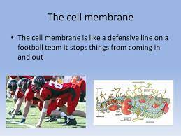 We did not find results for: The Cell Compared To Football Team Ppt Video Online Download