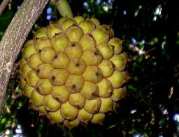 Image result for Icacinaceae