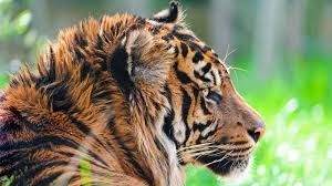 Resultado de imagem para imagens 4k games para celular jogo em. Tiger 4k Wallpaper 25