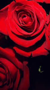 Fête des mères fond écran rose image à télécharger. Fonds D Ecran Roses Rouges Fond Noir 1242x2688 Iphone 11 Pro Xs Max Image