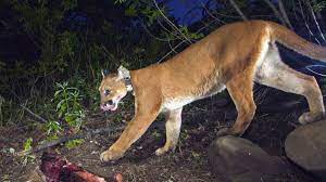 How To Fight Off A Mountain Lion, Cougar Or Puma - Deseret News