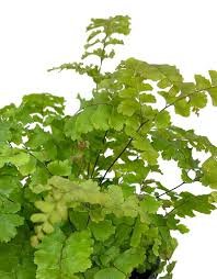 Image result for Adiantum hispidulum