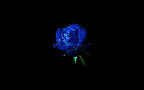 We hope you enjoy our growing collection of hd images to use as a background or home screen for your smartphone or please contact us if you want to publish a flowers 4k wallpaper on our site. Hd Wallpaper Blue Rose Dark Flower Nature Studio Shot Black Background Wallpaper Flare