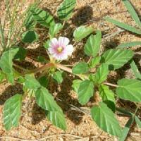 Image result for Monsonia senegalensis