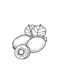 Search images from huge database containing over 620,000 coloring pages. Kiwi Fruit Coloring Pages Download And Print Kiwi Fruit Coloring Pages