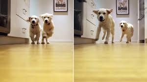 We are an hour and a half drive from the san francisco/bay area, sacramento and the fresno areas. Video Watch As These Adorable Golden Retrievers Grow Before Your Eyes Abc7 San Francisco