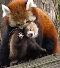 La Facon Dont Le Panda Roux Femelle Eduque Son Petit Est Proche De Celle Des Felins Panda Roux Panda Animaux Les Plus Mignons