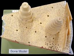 Related posts of long bone model diagram hand bones anatomy. Ap 1 Classroom Models
