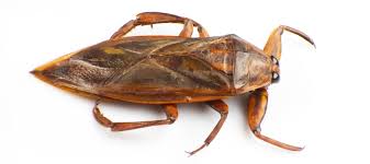 Maybe you would like to learn more about one of these? How To Prevent Water Bugs In Your Pool Cleanup Expert