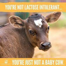 A bred heifer will cost about $1,300, as they do not weigh that much as you generally buy them when they are younger, whereas a mature beef cow can set you back. It S Not Lactose Intolerance You Re Just Not A Baby Cow Baby Cows Animal Advocacy Lactose Intolerant