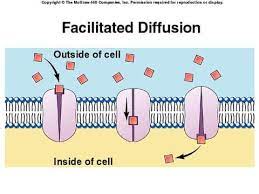 Facilitated Diffusion Active Transport Schoolworkhelper
