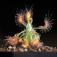 Image result for Dinophora spenneroides