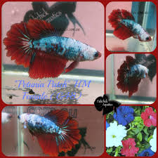 Amazing Halfmoon Female From Fishchick Com Au
