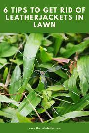 6 Tips To Get Rid Of Leatherjackets In Lawn