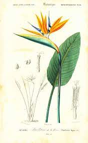 1861 Strelitzia Of The Queen Antique Engraving Hand Colored Original Antique Print Wall Art Home Decor Bir Of Paradise Flower Birds Of Paradise Flower Antique Botanical Print Birds Of Paradise Plant