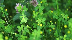 Maybe you would like to learn more about one of these? Green Clover With Yellow And Stock Footage Video 100 Royalty Free 29232829 Shutterstock