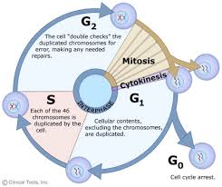 The first phase of interphase is g1 phase, from the end of the previous mitosis phase until the beginning of dna replication is called g1 (g indicating after s phase or replication cell then enters the g2 phase, which lasts until the cell enters mitosis. The Cell Cycle Mitosis And Meiosis University Of Leicester