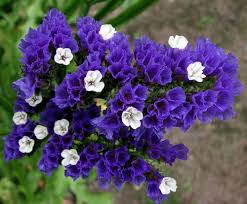 Image result for Limonium sinuatum