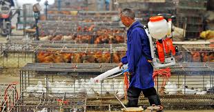 En china se han detectado varias cepas de gripe aviar en animales. Nk1a4fbfoemzmm