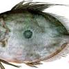 Syarat lokasi pembudidayaan ikan patin. 3