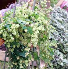 Der robuste hopfen eignet sich besonders gut als kübelpflanze, z.b. Die Hopfen Samen Fotos Kostenlose Und Royalty Free Stock Fotos Von Dreamstime