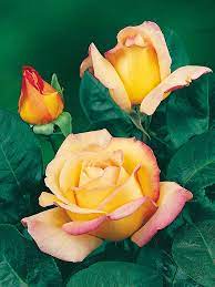Découvrez nos rosiers, vivaces, bulbes, arbustes, fruitiers et tous @meilland richardier chers amis jardiniers, merci de votre enthousiasme ! Rose Mme A Meilland Die Geschichte Hauenstein Ag